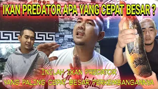 6 JENIS IKAN PREDATOR YANG PALING CEPAT TUMBUH BESAR