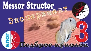 Муравьи Messor Structor. Эксперимент. Подброс куколок