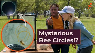 We Studied Bees in an Eclipse… This is What Happened