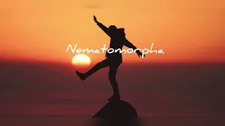 Nematomorpha - Fourtwnty Lyrics