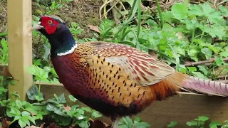 Lunchtime for Cockney the friendly Pheasant in my Maulds Meaburn garden.