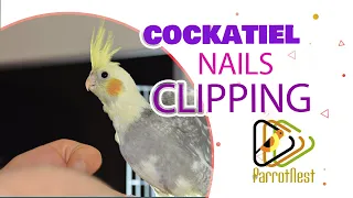 Clipping Cockatiel Nails