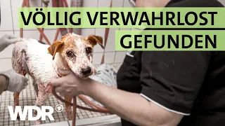 Hund mit Milbenbefall ausgesetzt: Zustand schockt die Tierheim-Crew | S01/E03 | Hallo Tierheim | WDR