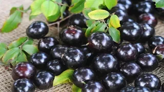 Os 10 Benefícios da Jabuticaba Para Saúde! | Dicas de Saúde