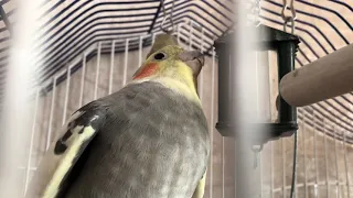 Говорящий попугай корелла говорит «Проша птичка»