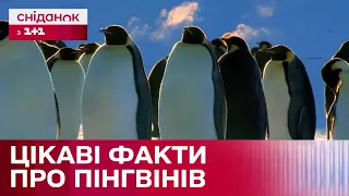 Сплять до 10 тисяч разів на день! Неймовірні факти про пінгвінів