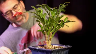 Thanksgiving vs. Christmas Cactus:  Dave's Bonsai E67