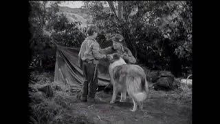Lassie - Episode 26 - "The Bear" (Originally broadcast 03/06/1955)