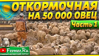 Как устроен самый большой отрытый откормочник для овец в Казахстане? Откорм овец зимой без навеса.