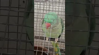 Parrot saying hi