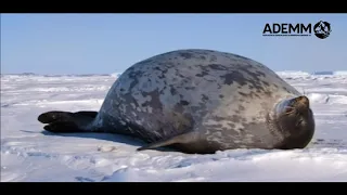 Foca anillada / Pusa hispida