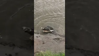 Big crocodile attacks shark North Queensland Australia