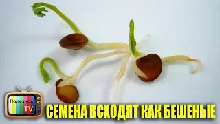 СЕМЕНА ПРОРАСТАЮТ КАК БЕШЕНЫЕ ПОСЛЕ ЗАМАЧИВАНИЯ В ЭТОМ СРЕДСТВЕ