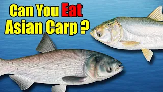 Can you Eat Asian Carp?  - Silver Carp & Bighead Carp 101