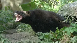 Самые агрессивные и злые животные на планете! Не попадайтесь им на пути...