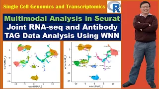 Multimodal Analysis in Seurat : Joint RNA-seq and Antibody TAG Data Analysis Using WNN