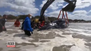 Beached Whale Pushed Back to Sea After Hours-Long Rescue