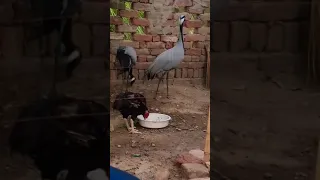 My Demoiselle crane #koonjbirds #demoisellecrane #cranebird #beautifulbird