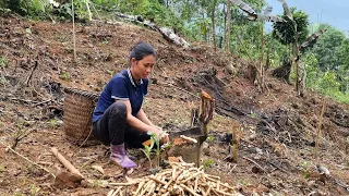 How to Make a Cassava Garden - plant a tree | Daily work on the farm | Dang Thi Mui