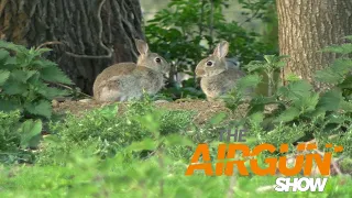 The Airgun Show – summer rabbit ambush, PLUS improve your spring gun accuracy…