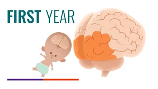 Early brain development