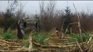 January hunt for pheasants Part 3 - Traditional Bowhunting - Recurve bow - Tales From the Willows