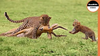 Mother Leopard Hunts Impala to Teach her Cub !!