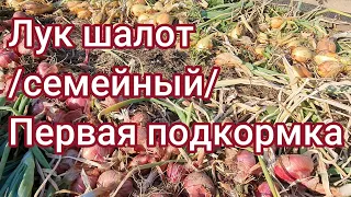 Первая подкормка лука шалот