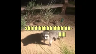 funny raccoon video voice over....