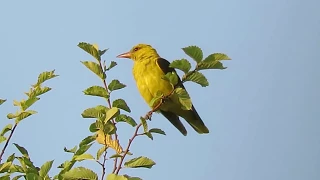 Zlatna vuga ,Golden oriole ,Oriolus oriolus -- Birds of Croatia