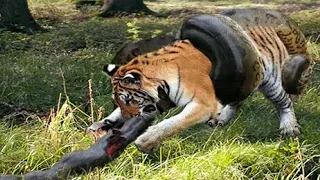 Сумасшедшая атака питона на Льва и Тигра! Змея против Тигра, Льва, Мангуста, Крокодила, Леопарда