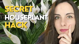 The Houseplant HACK That Plant Stores DON'T Want You to Know | Peace lily