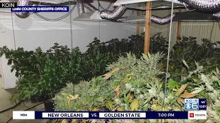 Arrest made after more than 500 plants seized from illegal marijuana operation