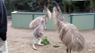 Kangaroo vs Emu: FIGHT!