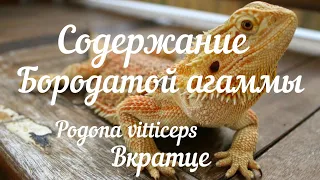 Содержание бородатой агаммы(Pogona vitticeps)