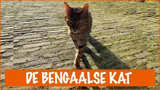 Ik wil een Bengaal | DierenpraatTV