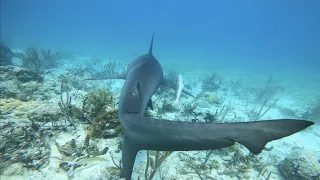 SWIMMING with BULL SHARKS in the Florida Keys!