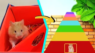 Hamster in 7-Level Pyramid Maze | Rainbow Maze