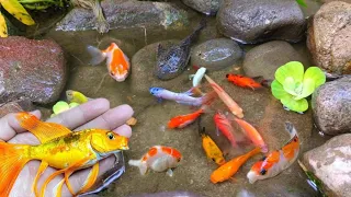 Finding colorful ornamental fish, betta fish, koi fish, channa, manfish, catfish,guppy,molly,turtles