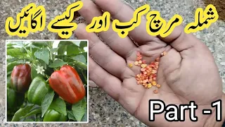 Shimla Mirch Kese Ugae | شملہ مرچ | Kitchen Gardening| Part-1 | Growing With Grace