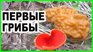 Какие грибы собирать весной? Весенние грибы в Подмосковье - строчки, саркосцифа. В лес за грибами