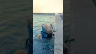 Мопс в бассейне - Pug swims