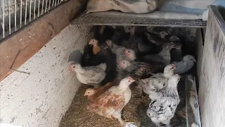 Наше пополнение.  Муларды и бройлеры.  Запасы на зиму..Западная Сибирь.. Наша жизнь на севере.