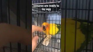 conures breeding sign￼￼s￼