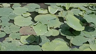 【relaxation】cozy dancing raindrop on the lotus leaf;⁠)