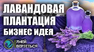 Выращивание Лаванды / Бизнес идея