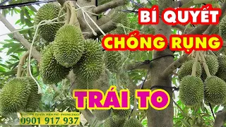 TƯỚI NƯỚC PHÂN BÓN PHUN THUỐC RA SAO ĐỂ TRÁI SẦU RIÊNG LỚN KHÔNG RỤNG