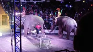 Circus cruelty continues in 2018!