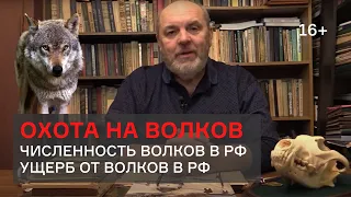 Охота на волков. Валерий Кузенков - лекция 1 Академии охоты