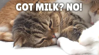 My Kittens Tried to Milk LuLu! | Kittisaurus